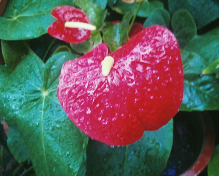 drizzle