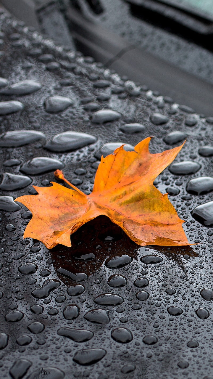 THE LEAF IN THE WET BLACKNESS