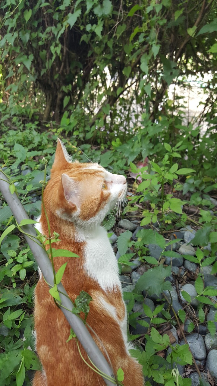 cat