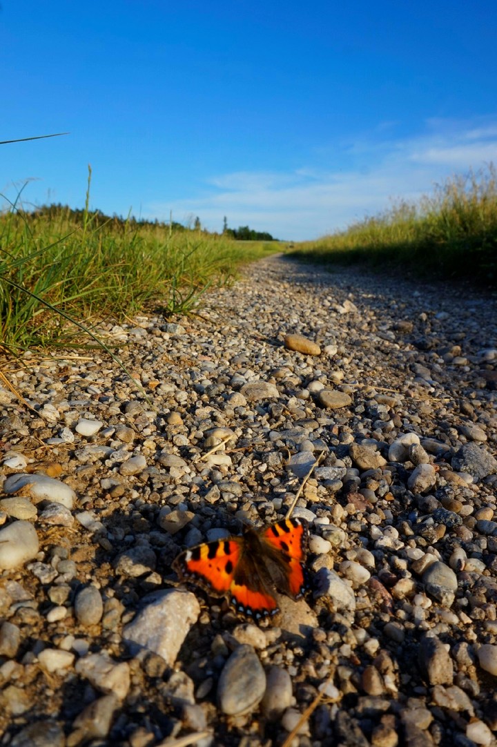 Butterfly