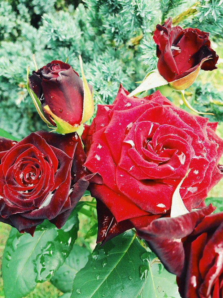 роза?⚘