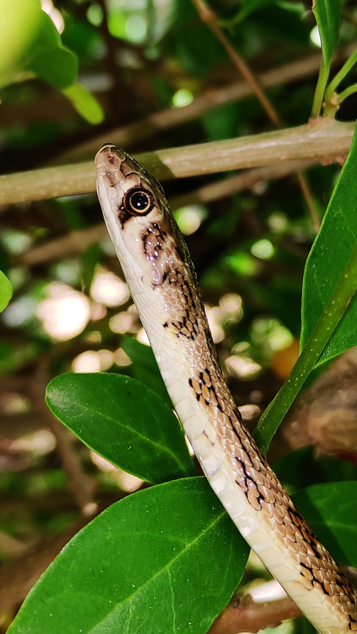 snake
