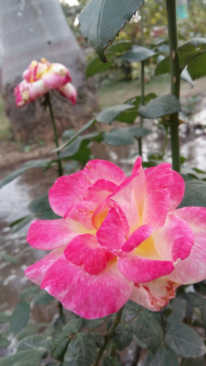 flower