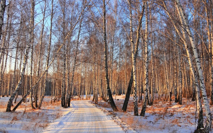 Road Forest Birch Grove Winter Light