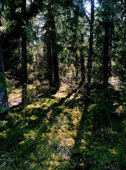 fondos de pantalla wilderness, woodland