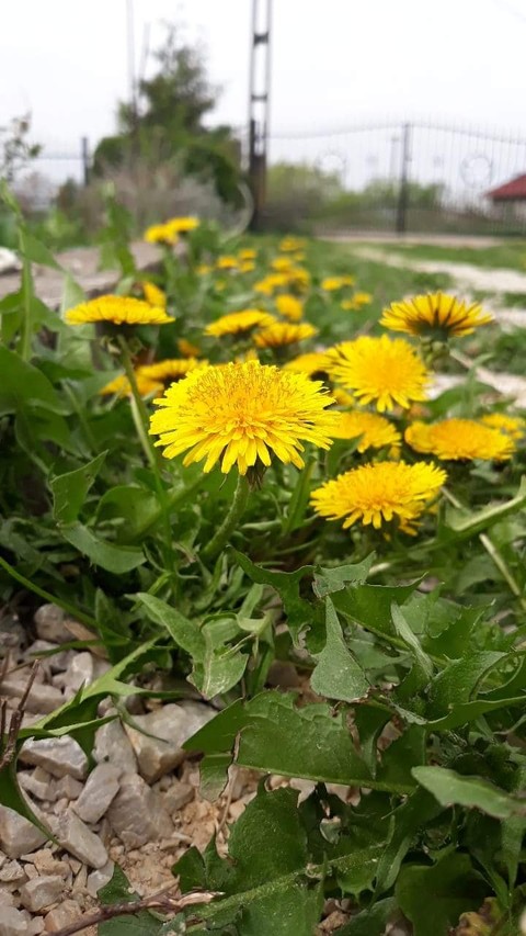 Dandelion