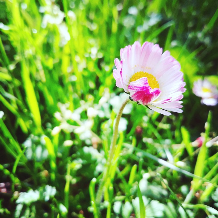 morning flower