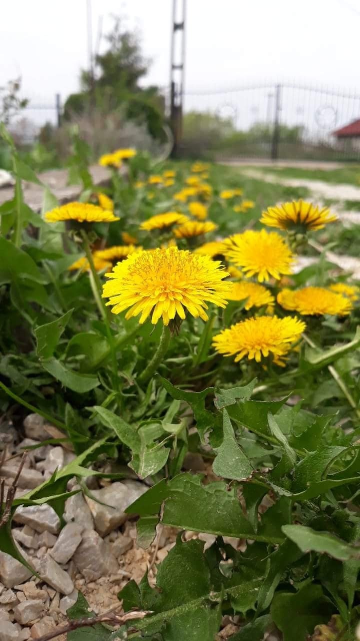 Dandelion