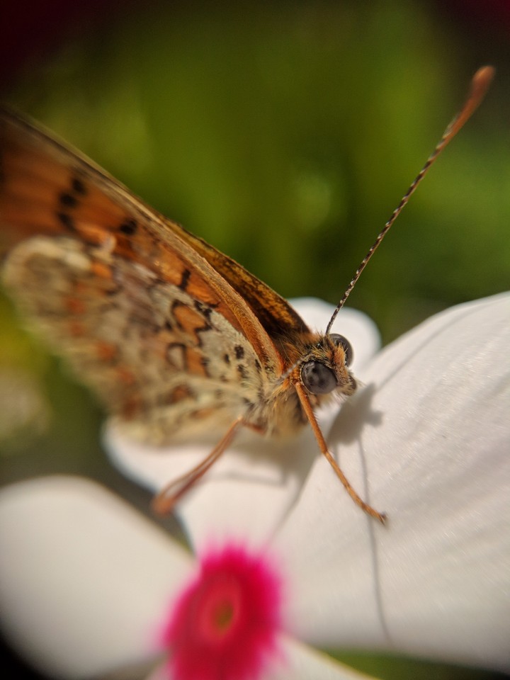 Butterfly in my garden