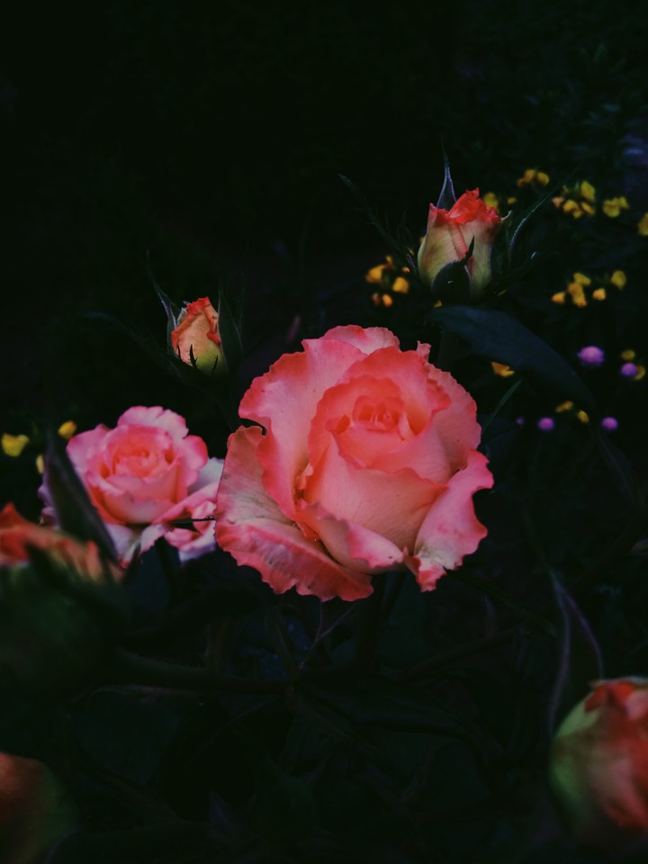 roses