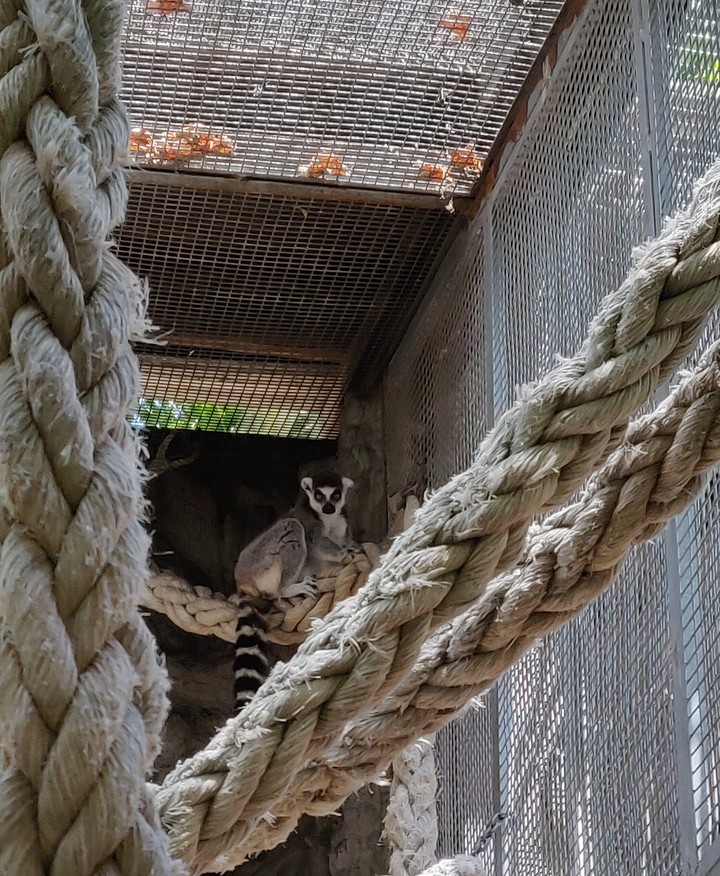 zoo