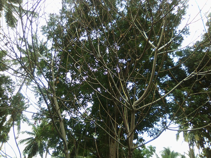 lagao , acacia st. general santos city , mindanao philippine