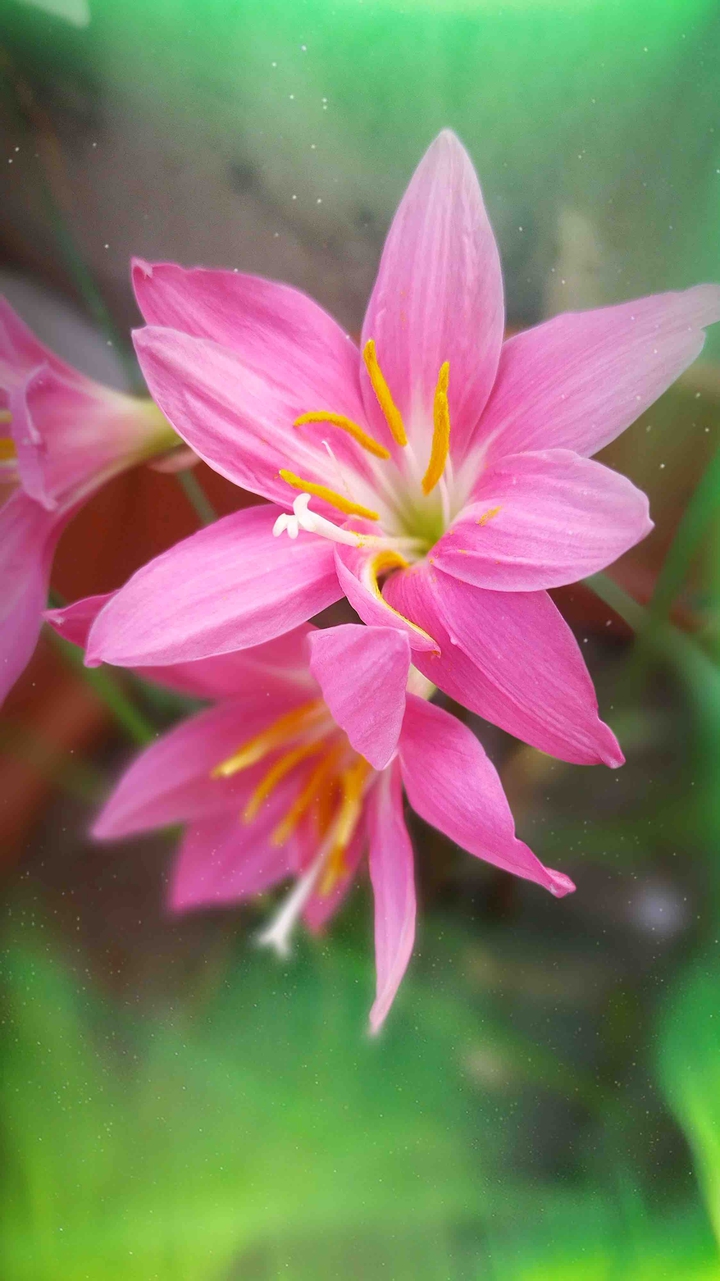 flowers