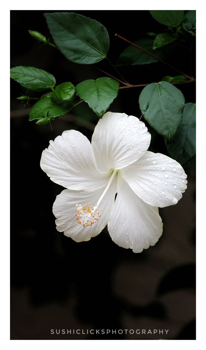 white beauty
