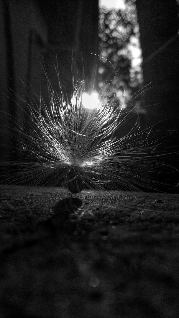 black and white, dandelion, sun