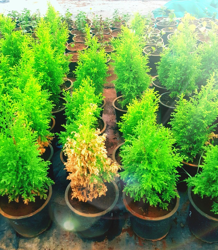 Fir-2