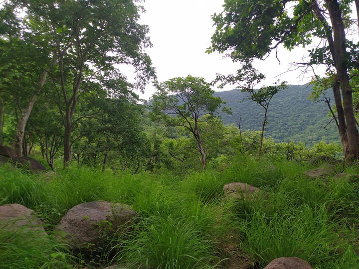 forest