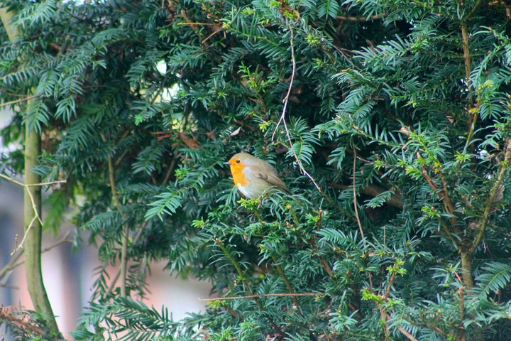 robin