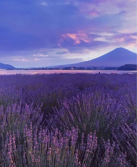 тапети summer, purple