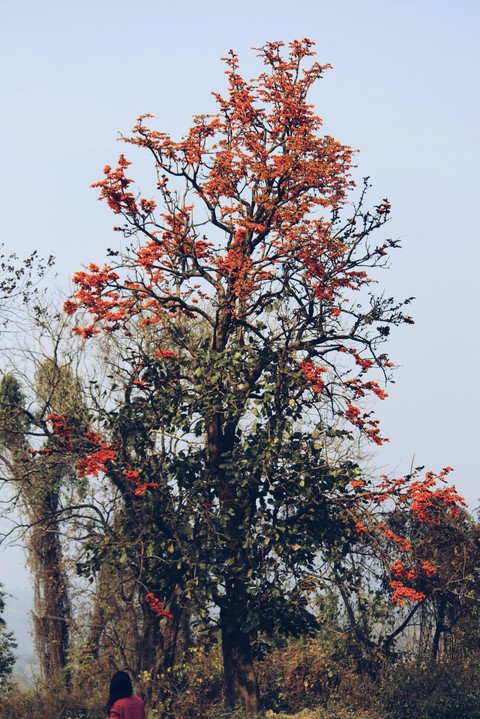 blossoms