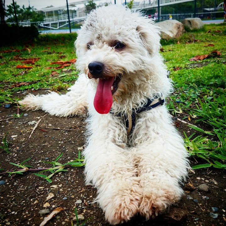 mascota