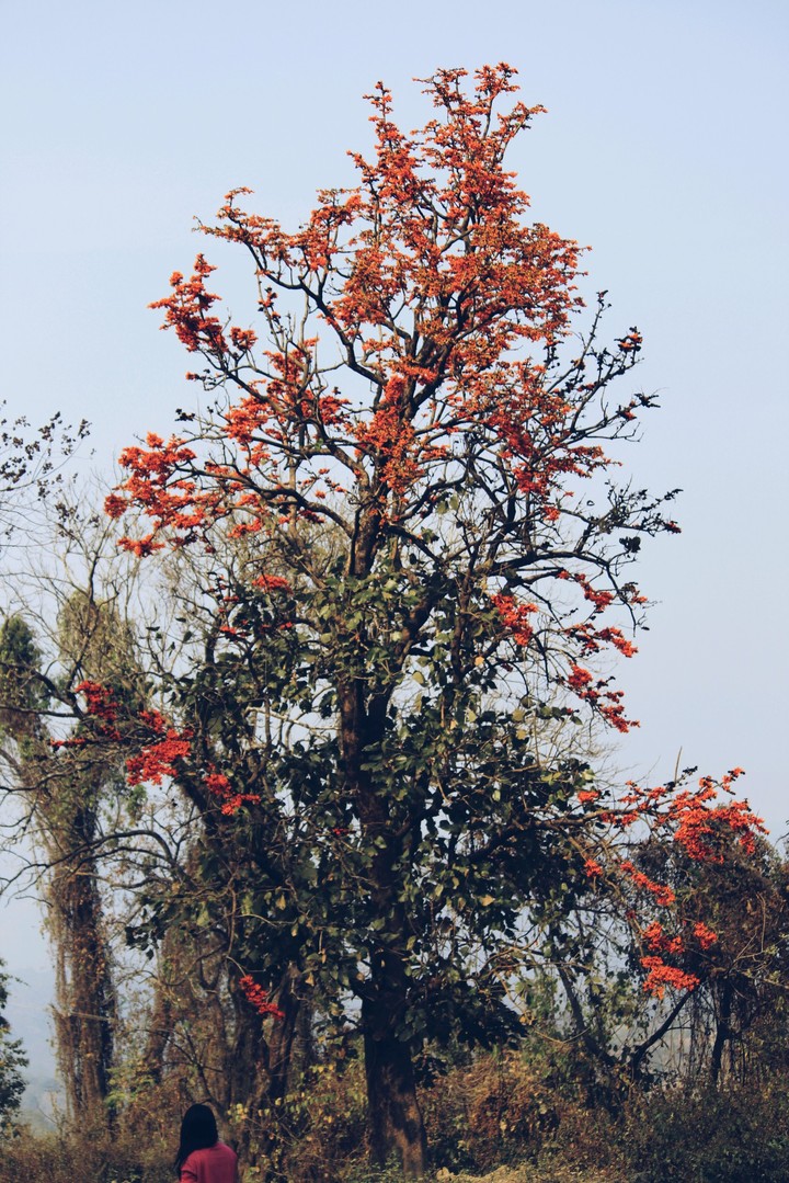 blossoms