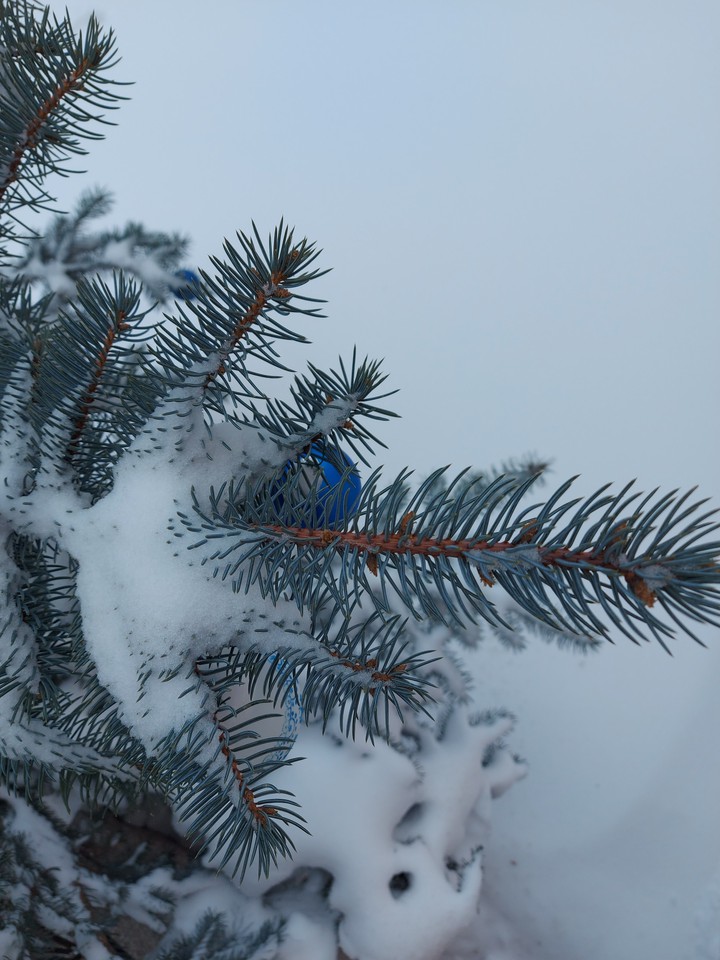 зима