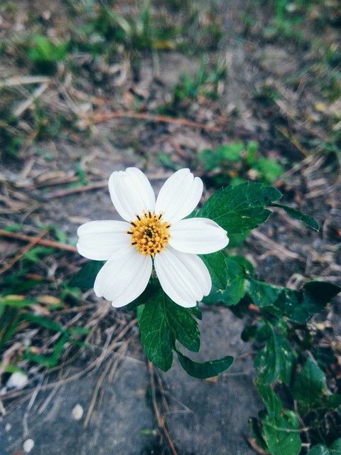 wildflowers