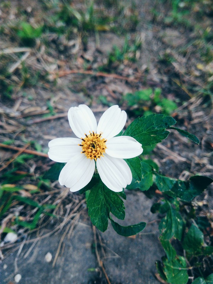 wildflowers