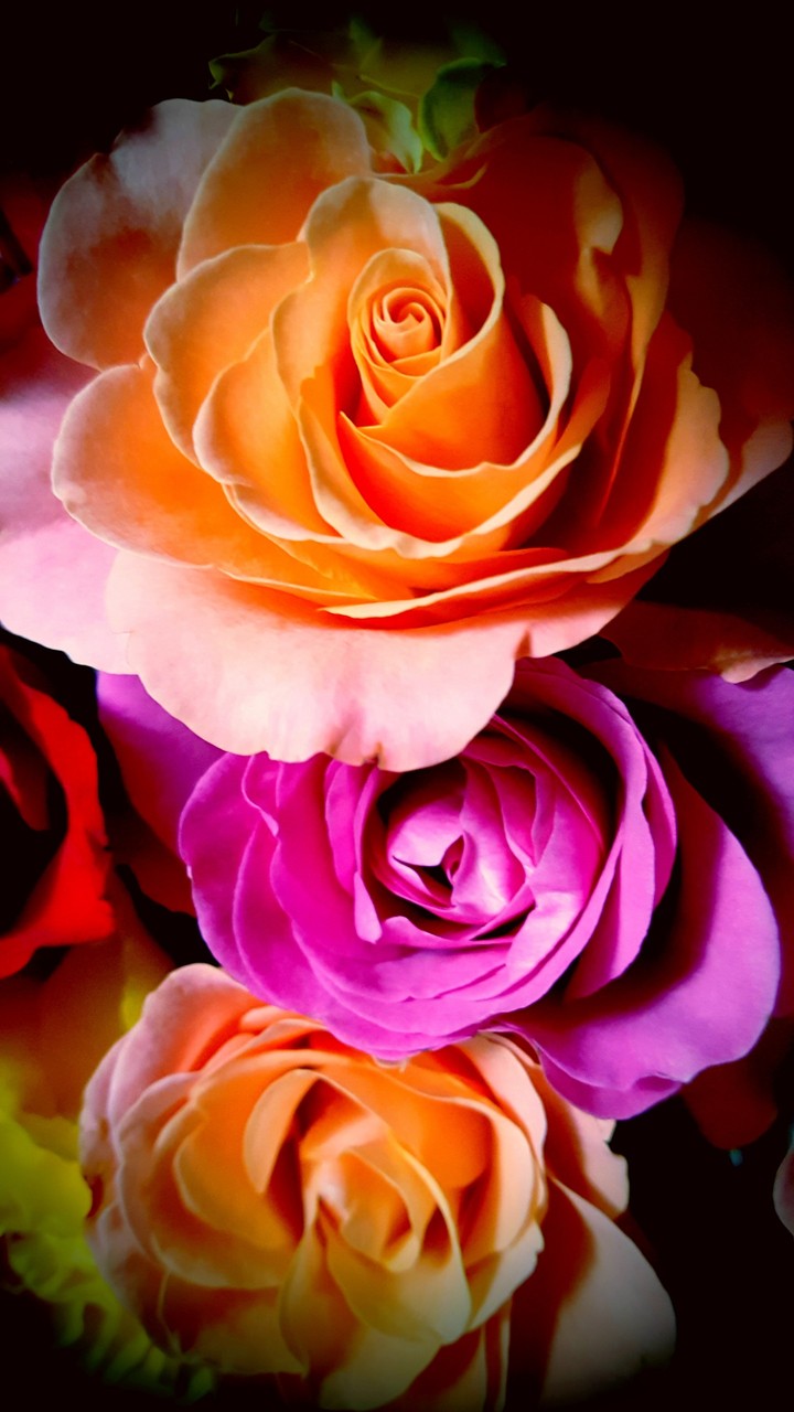 Roses