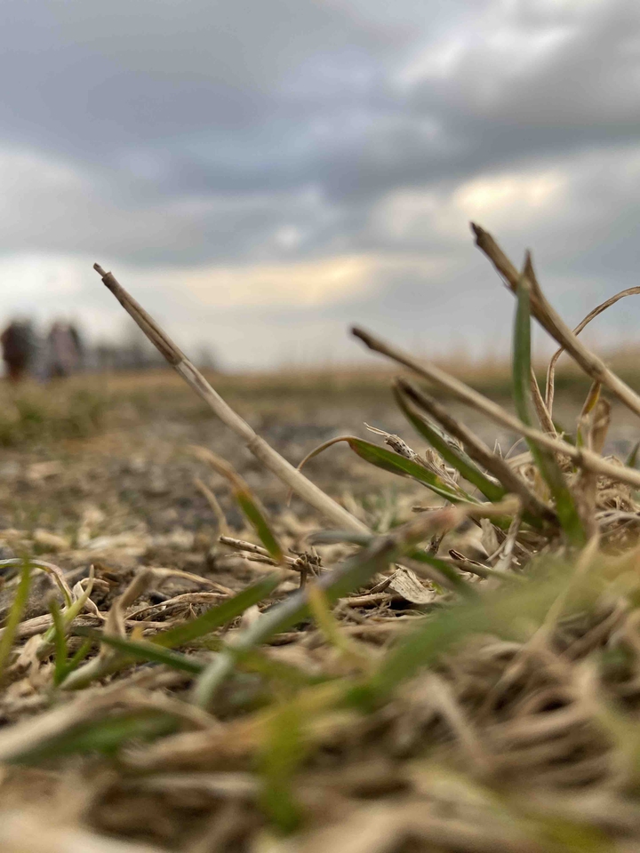 field