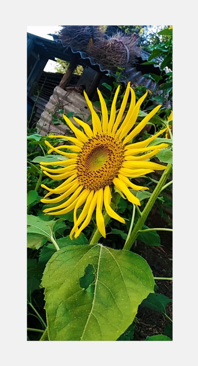 Son Flower