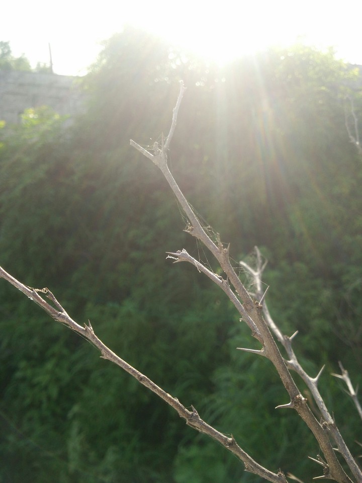 tree