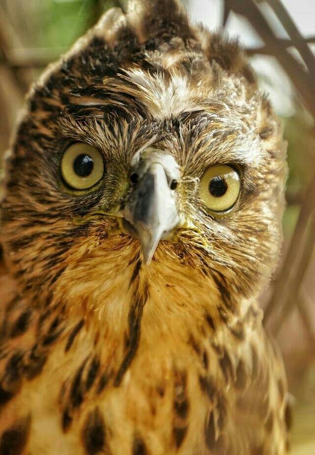 look into my eyes