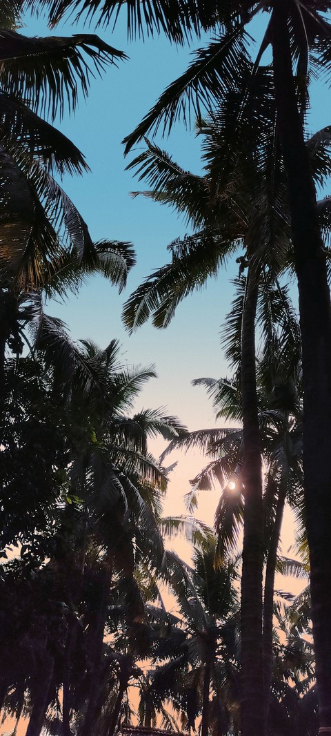 coconut tress