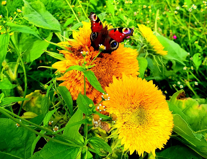 motyl