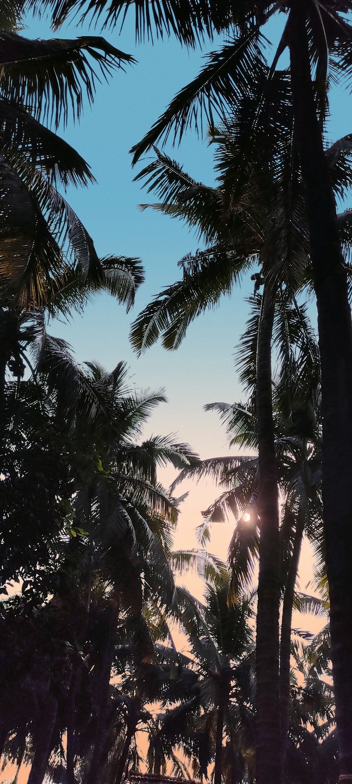 coconut tress