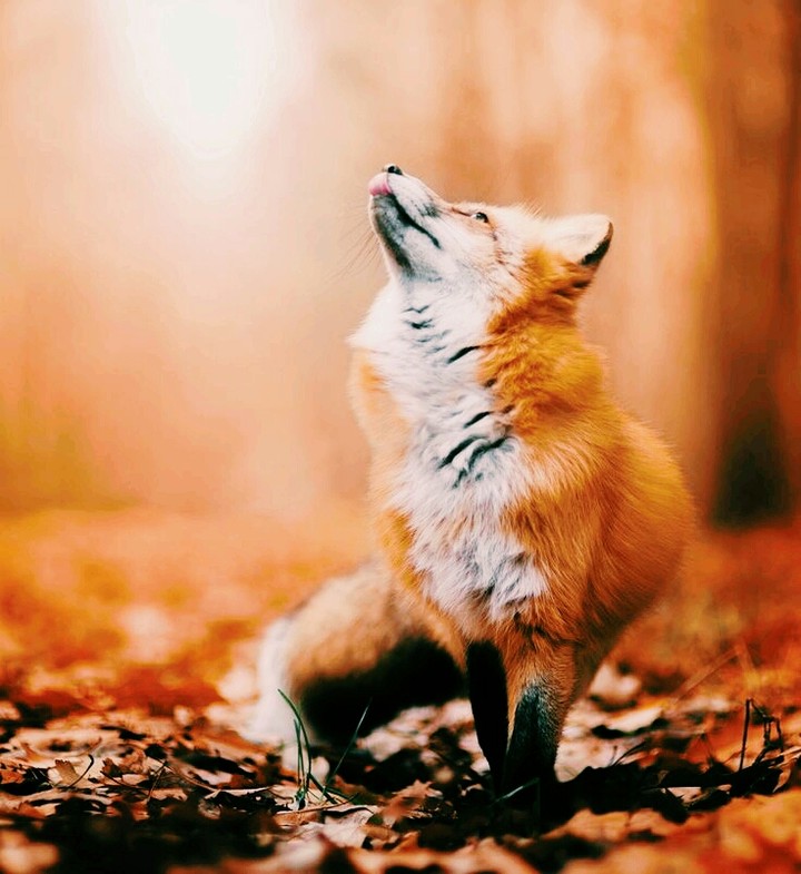 fox