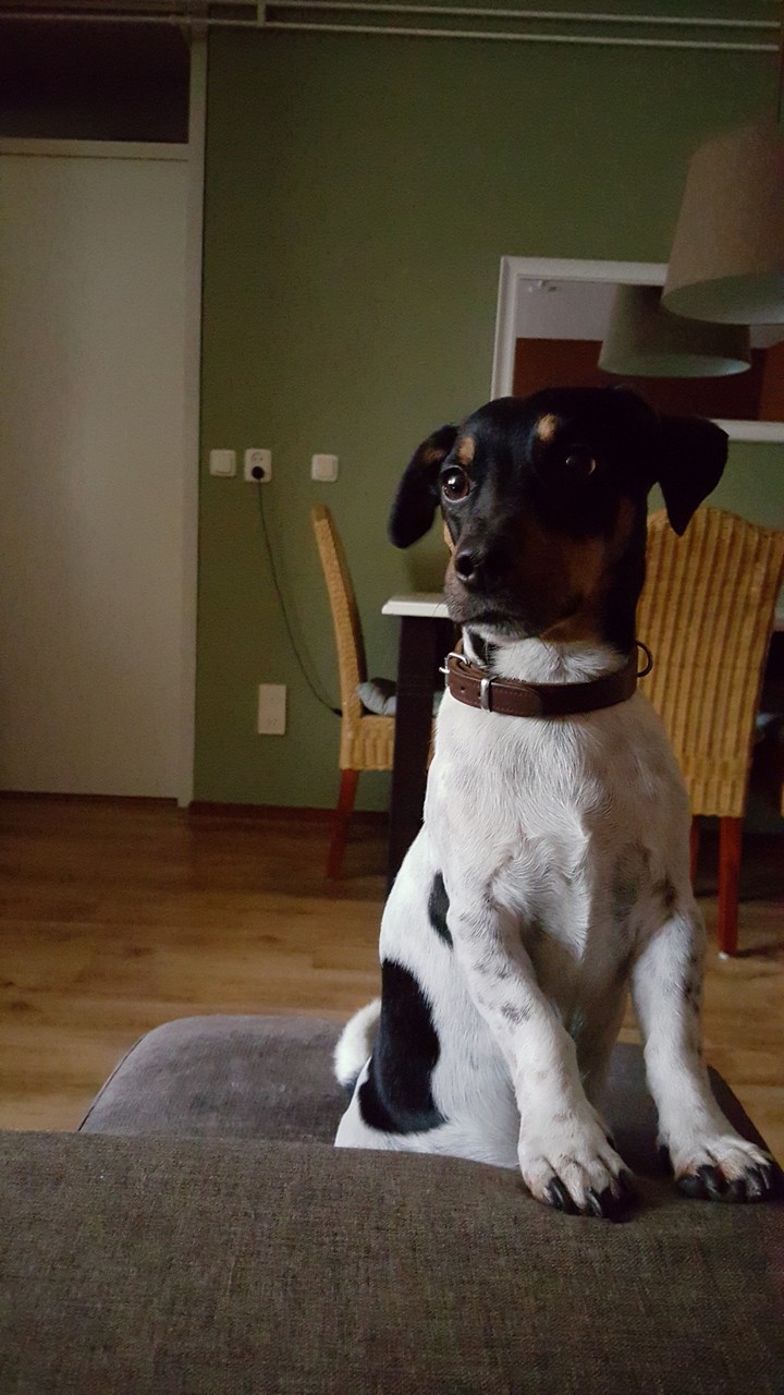 Dog