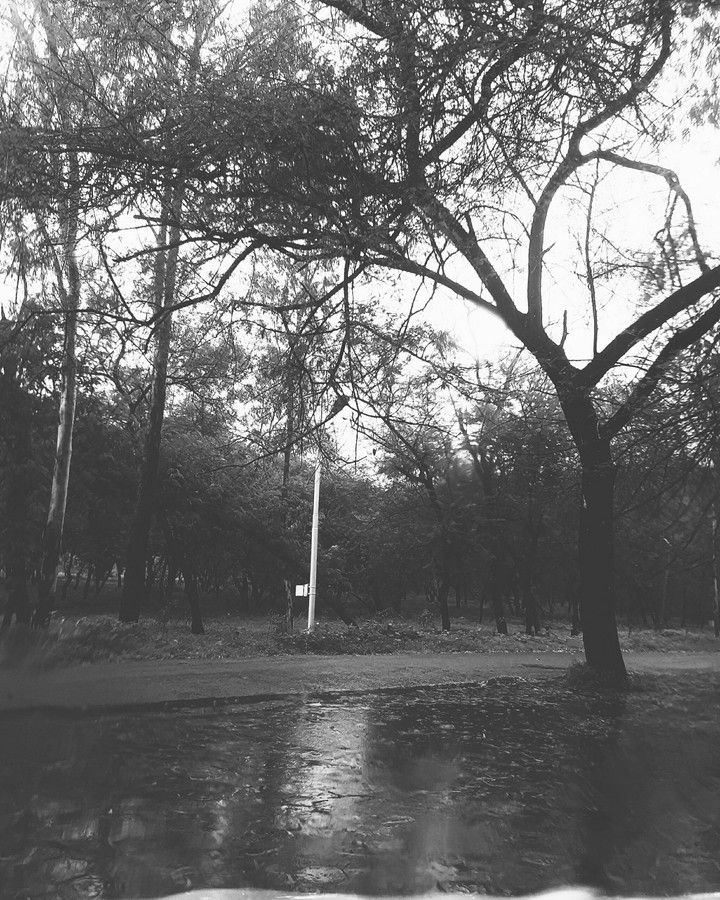 Rainforest