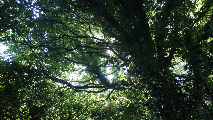 woods