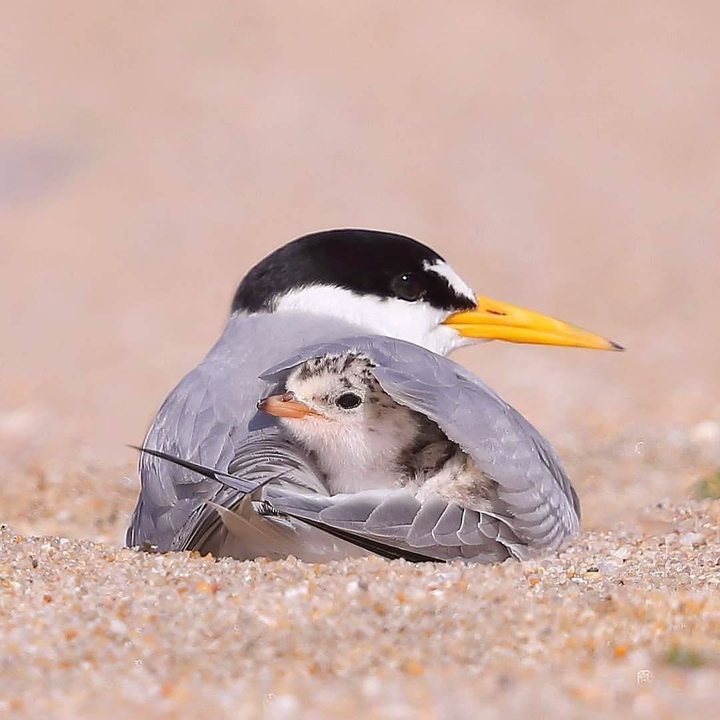a mother's protective love