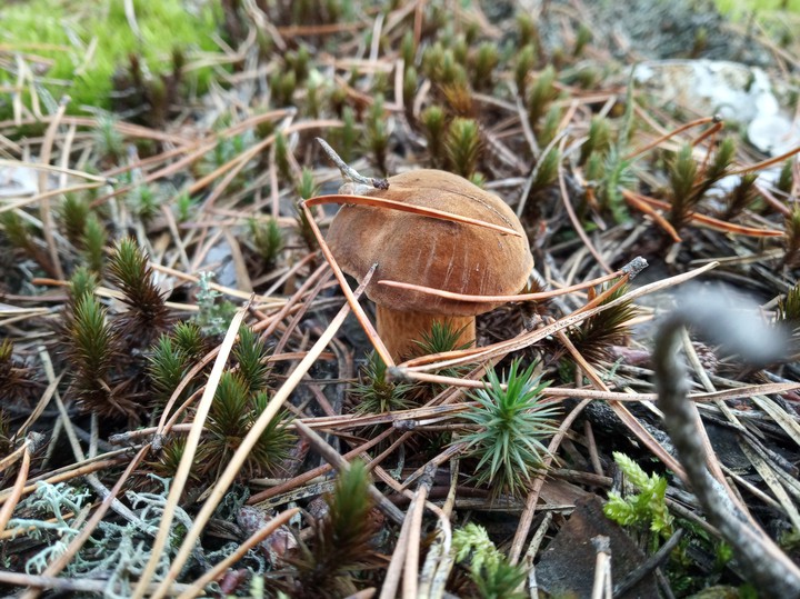 mushroom