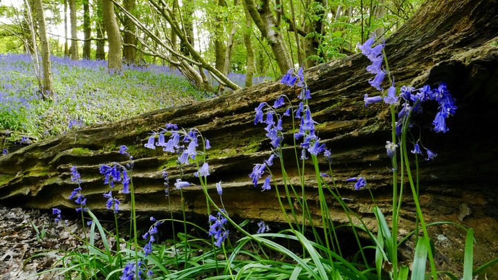 bluebells in the woods