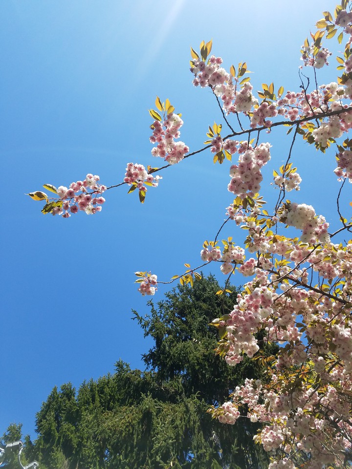cherryblossom