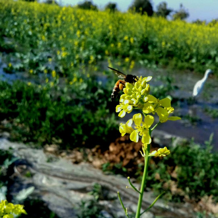 canola flower