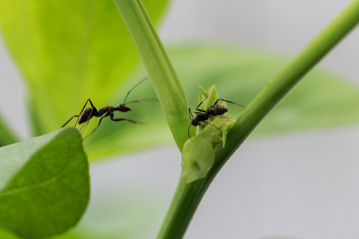Ant at plant