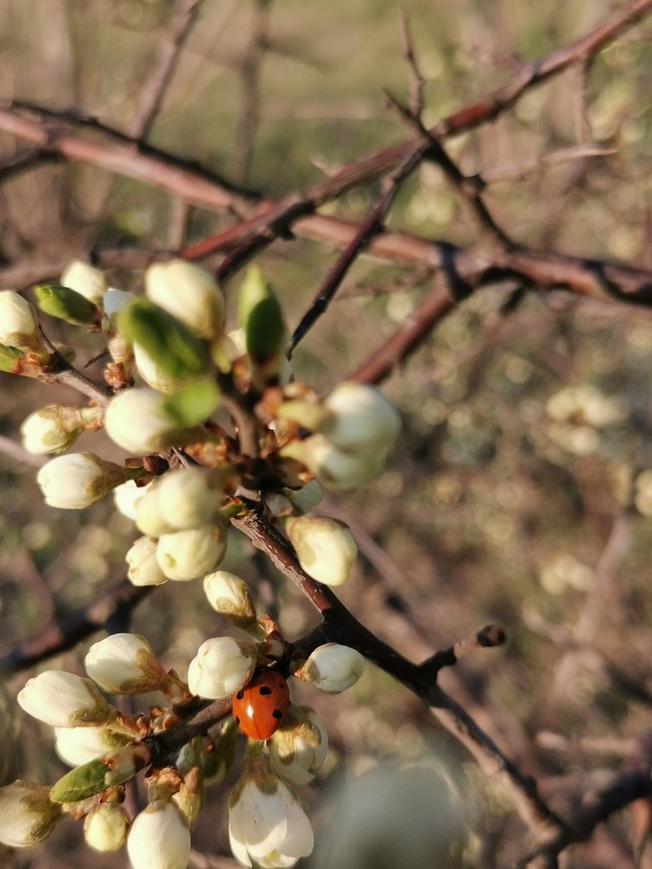 Ladybug