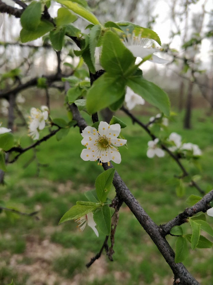 cherry blossom