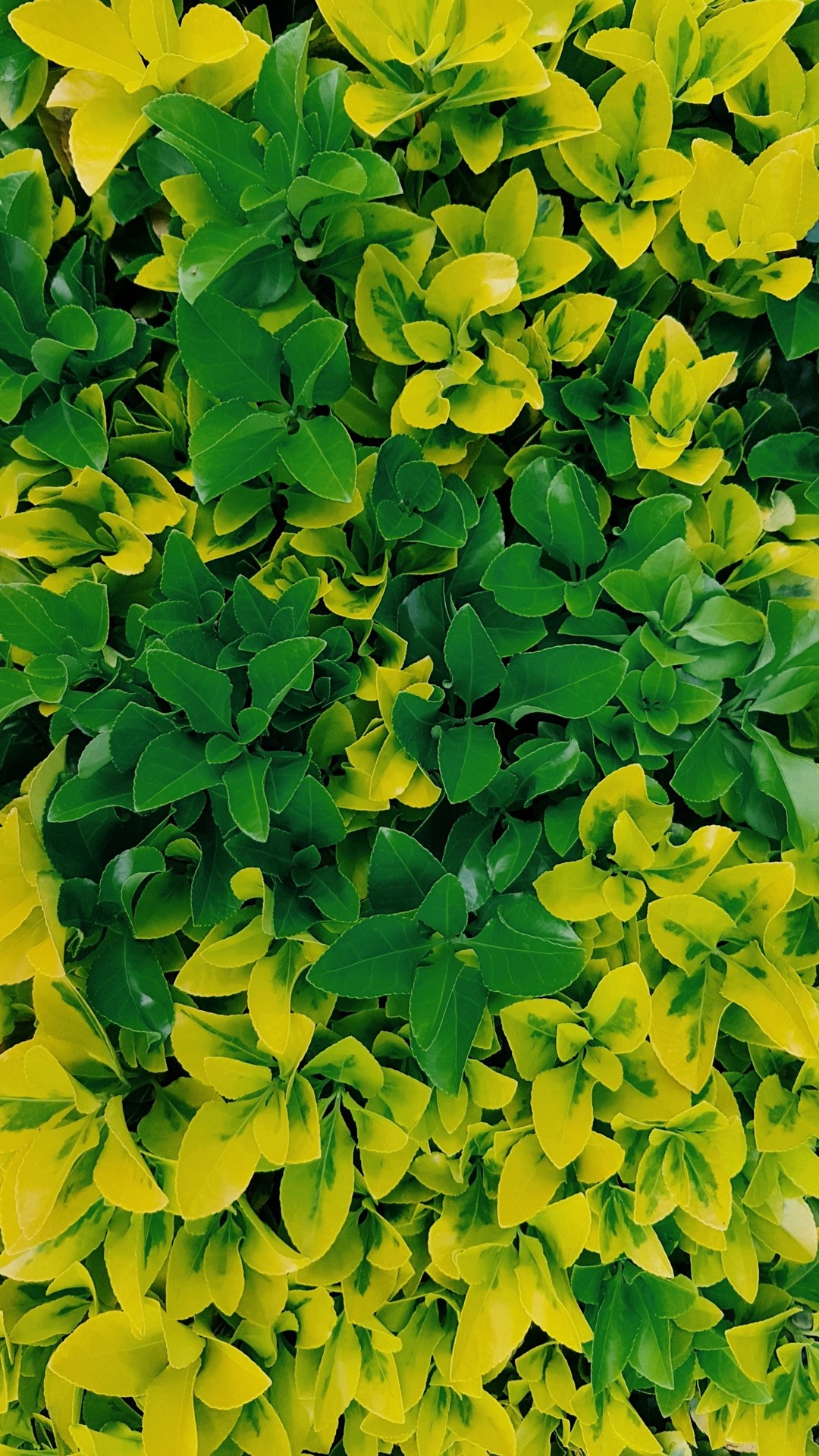 leaves3